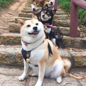 Meet your Posher, Sihan